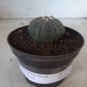 ASTROPHYTUM ASTERIAS Nº 215 – vaso 11