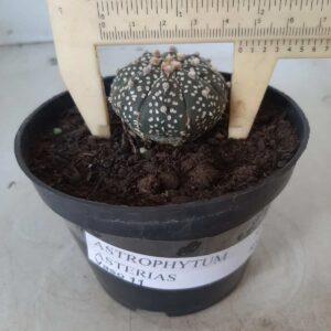 ASTROPHYTUM ASTERIAS Nº 216 – vaso 11