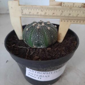 ASTROPHYTUM ASTERIAS Nº 217 – vaso 11