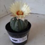 ASTROPHYTUM ASTERIAS "Nudum" Nº 334 – vaso 09