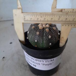 ASTROPHYTUM ASTERIAS “Purple”  Nº 316 – vaso 09