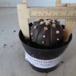 ASTROPHYTUM ASTERIAS “Purple”  Nº 383 – vaso 09