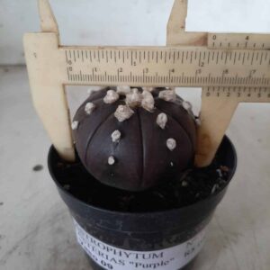 ASTROPHYTUM ASTERIAS “Purple”  Nº 334 – vaso 09