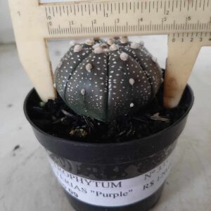 ASTROPHYTUM ASTERIAS “Purple”  Nº 335 – vaso 09