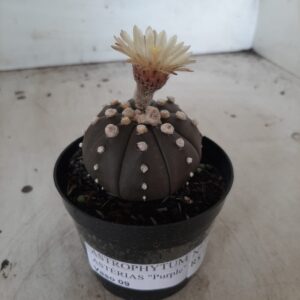 ASTROPHYTUM ASTERIAS “Purple”  Nº 316 – vaso 09
