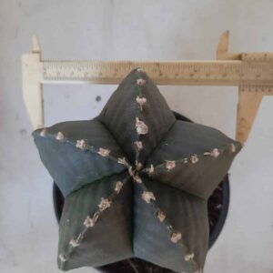 ASTROPHYTUM MYRIOSTIGMA "Nudum"  Nº 226 – vaso 15