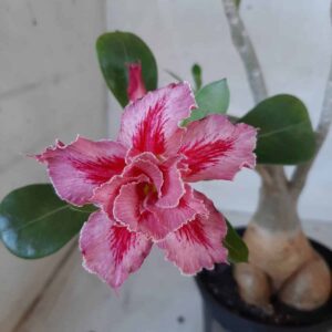 Planta Dobrada 2114 – 35cm – 02 anos