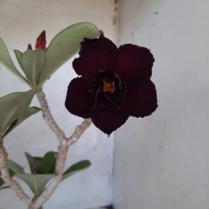 Planta Dobrada 2115 – 30cm – 02 anos