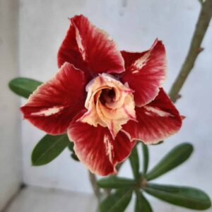 Planta Dobrada 2116 – 30cm – 01 ano