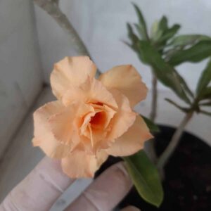 Planta Dobrada 2117 – 30cm – 01 ano