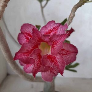 Planta Dobrada 2118 – 30cm – 02 anos