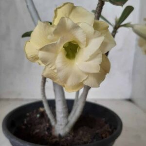 Planta Dobrada 2119 – 30cm – 01 ano
