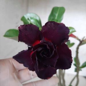 Planta Dobrada 2120 – 35cm – 02 anos