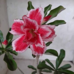 Planta Dobrada 2121 – 30cm – 02 anos
