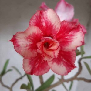 Planta Dobrada 2122 – 35cm – 02 anos