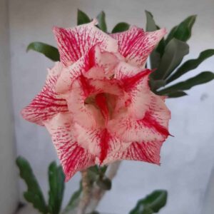 Planta Dobrada 2127 – 35cm – 02 anos