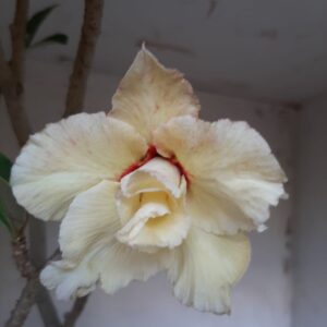 Planta Dobrada 2128 – 55cm – 04 anos