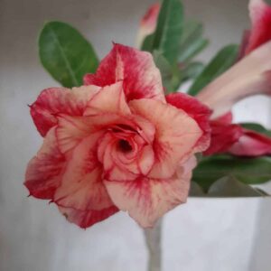 Planta Dobrada 2129 – 35cm – 02 anos
