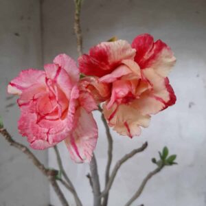 Planta Dobrada 2131 – 35cm – 02 anos