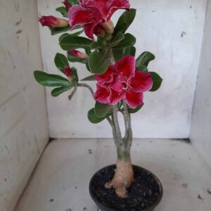 Planta Dobrada 2133 – 30cm – 02 anos