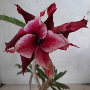 Planta Dobrada 2135 – 25cm – 01 ano