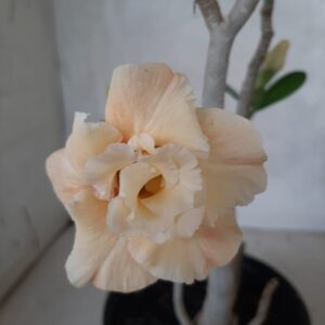 Planta Dobrada 2136 – 30cm – 01 ano