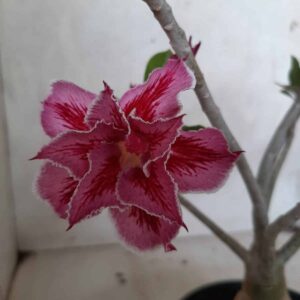 Planta Dobrada 2138 – 30cm – 02 anos