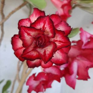 Planta Dobrada 2139 – 40cm – 03 anos