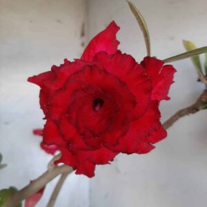 Planta Dobrada 2140 – 35cm – 03 anos