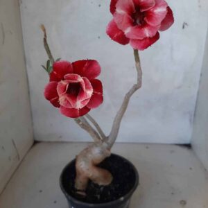 Planta Dobrada 2143 – 25cm – 02 anos