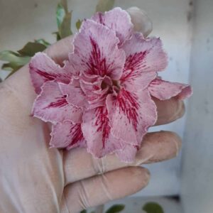 Planta Dobrada 2145 – 35cm – 03 anos