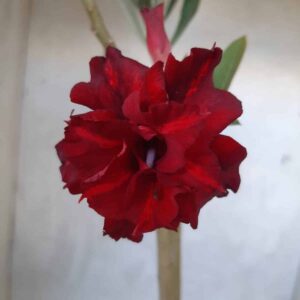 Planta Dobrada 2146 – 30cm – 02 anos