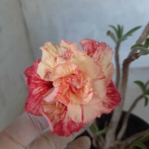 Planta Dobrada 2147 – 30cm – 02 anos