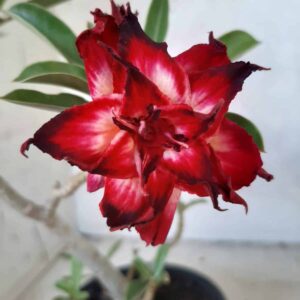 Planta Dobrada 2148 – 30cm – 02 anos