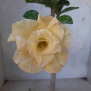 Planta Dobrada 2149 – 30cm – 02 anos