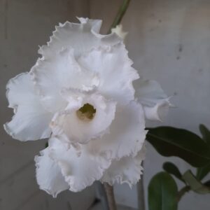 Planta Dobrada 2150 – 35cm – 03 anos