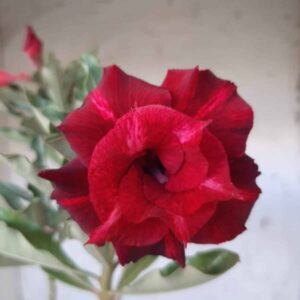Planta Dobrada 2151 – 40cm – 03 anos