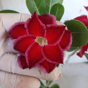 Planta Dobrada 2152 – 30cm – 02 anos