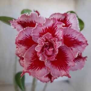 Planta Dobrada 2163 – 30cm – 02 anos