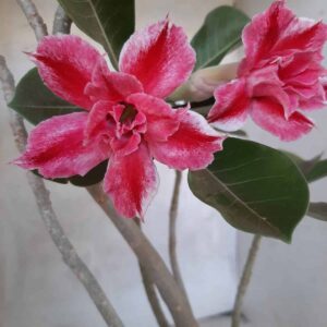 Planta Dobrada 2166 – 35cm – 02 anos