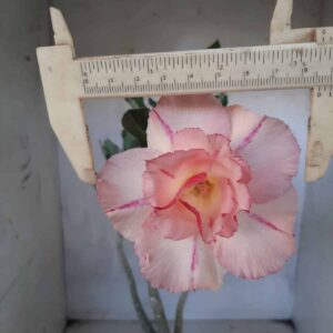 Planta Dobrada 2167 – 35cm – 03 anos