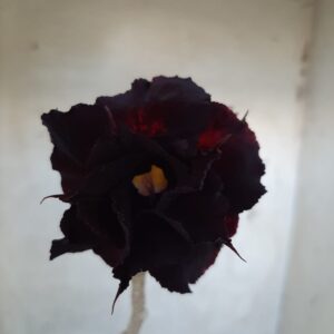 Planta Dobrada 2168 – 30cm – 02 anos