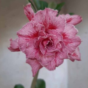 Planta Dobrada 2171 – 30cm – 01 ano