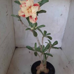 Planta Dobrada 2172 – 30cm – 02 anos