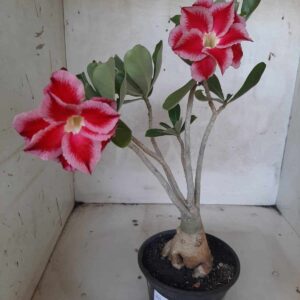 Planta Dobrada 2192 – 30cm – 02 anos