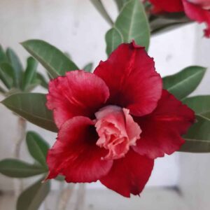 Planta Dobrada 2194 – 30cm – 02 anos