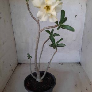 Planta Dobrada 2196 – 30cm – 02 anos