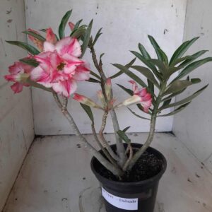 Planta Dobrada 2197 – 30cm – 02 anos