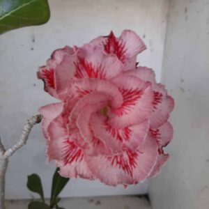 Planta Dobrada 2198 – 35cm – 03 anos