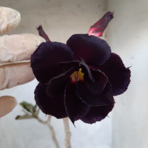Planta Dobrada 2199 – 35cm – 03 anos